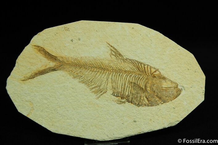 Great Fossil Fish Diplomystus - Inches #47